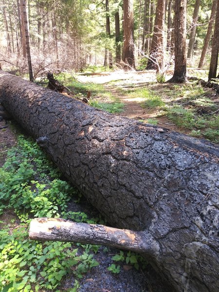 More trees on the trail