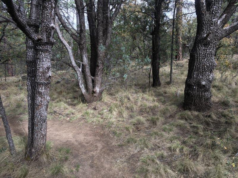 Alligator Juniper on the Pinon Loop Trail