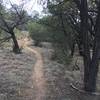 Singletrack through the piñon pines