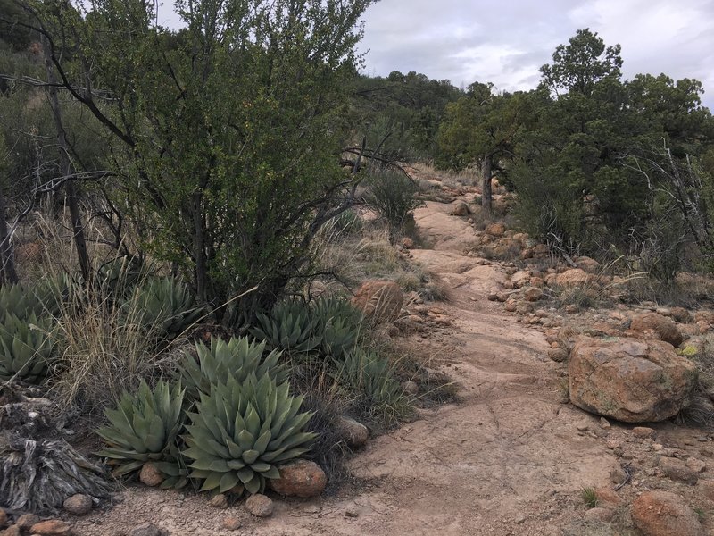 Rocky trail going around Gomez Peak.