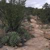 Rocky trail going around Gomez Peak.