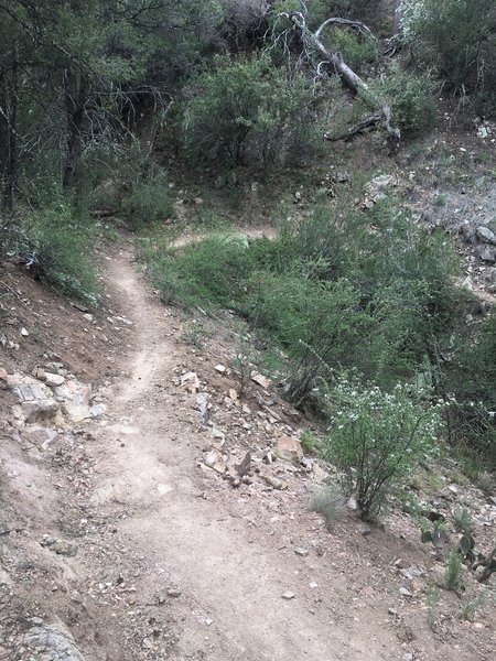 Singletrack on the Angel Loop Trail