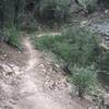 Singletrack on the Angel Loop Trail