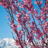 Cherry blossoms at Manzanar.