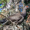 A Spruce Grouse