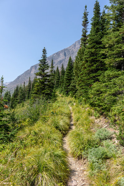 The narrow but steep trail to Triple Divide Pass.