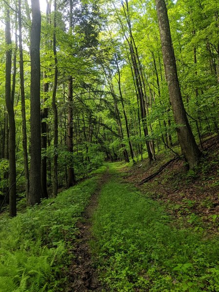 Near trailhead of Flat Rock Run.