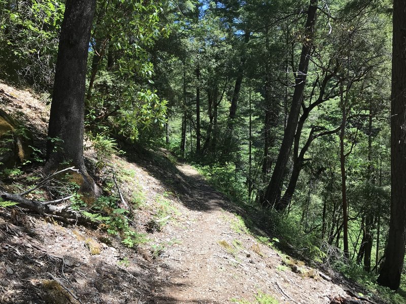 New River Trail near Barron creek in western Trinity Alps Wilderness