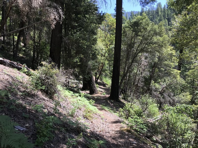 New River Trail in western Trinity Alps Wilderness