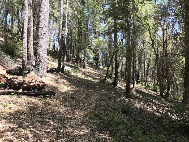 New River Trail in western Trinity Alps Wilderness