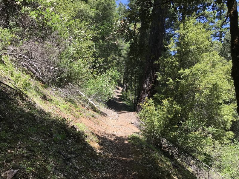 New River Trail in western Trinity Alps Wilderness