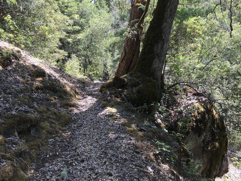 New River Trail in western Trinity Alps Wilderness