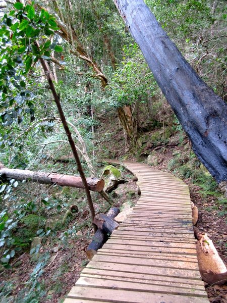 Part of the fun of Newlands Forest is running the boardwalks.