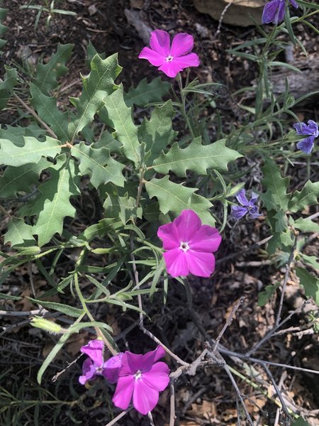 Scarlet flax