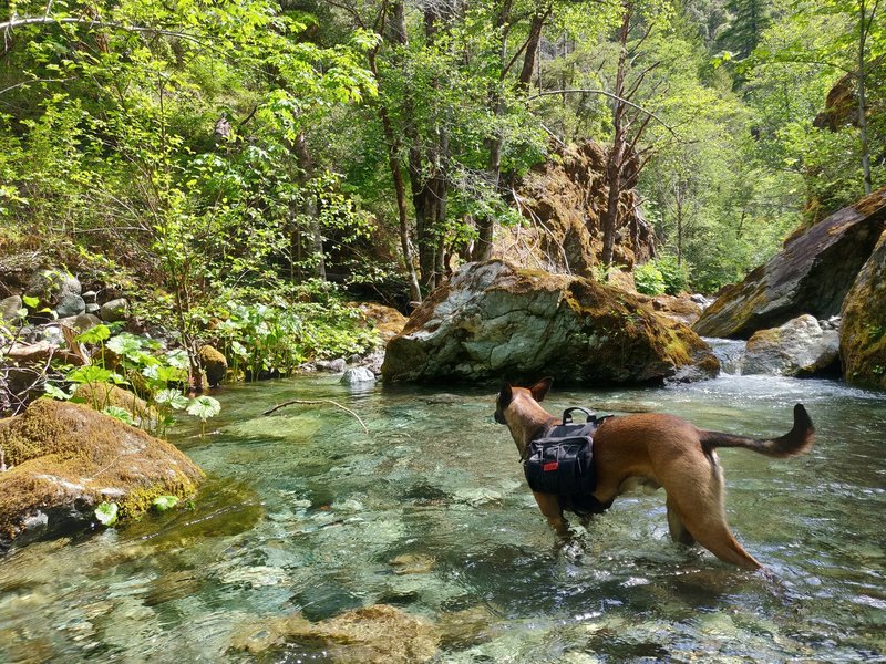 First creek ford of Mule Creek Trail. Nice canyon.