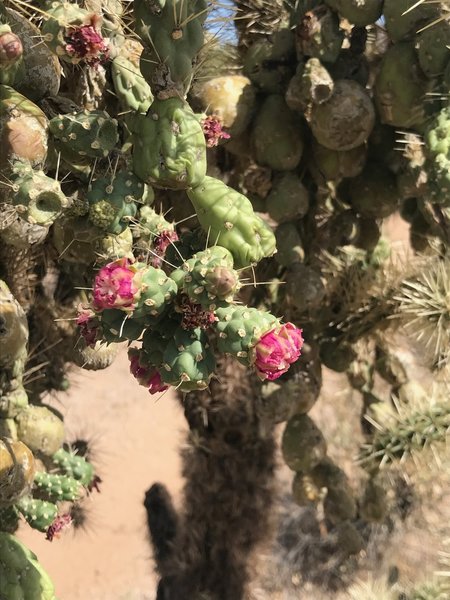 Chainfruit blossoms. When everything else is shriveling up, they come out with the Saguaro blooms.