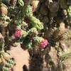 Chainfruit blossoms. When everything else is shriveling up, they come out with the Saguaro blooms.