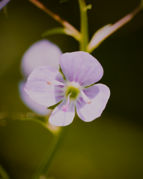 Although spring is nearing its end, each week brings a few new blossoms.