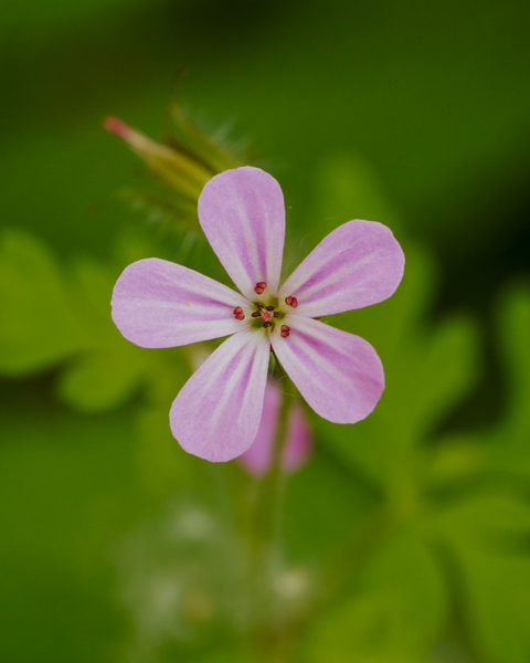 I hear this flower is part of an invasive species, but I still like it.