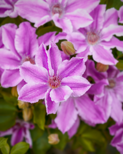 Neighborhoods around Bridle Trails also add to the scenery when you take the Bridle Crest Trail to the park