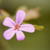 Yes, you see these flowers everywhere; they seem to be especially common on Tiger Mountain.