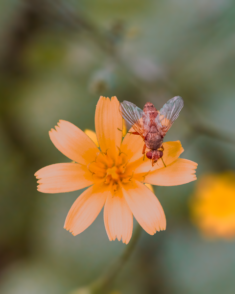 Just an everyday fly on a uniquely colored everyday flower.