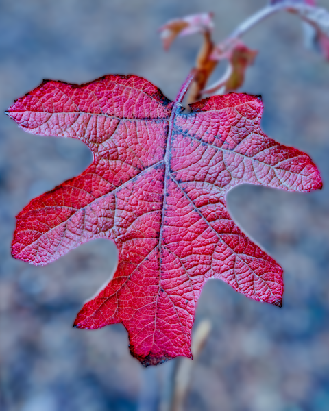 A few autumn colors linger well into winter