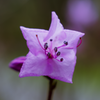 The Arboretum never disappoints - another hard-to-find native flower