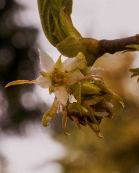 Some struggling blossoms greet the lingering late Winter