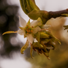 Some struggling blossoms greet the lingering late Winter