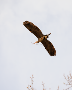 Nearly like clockwork, the herons are back in Marymoor.