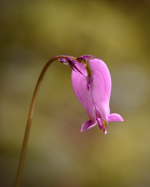 These heart-shaped flowers are bountiful along the creek trail.