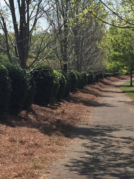 Hood Center Trail