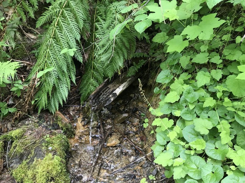 spring water spout on New River Trail