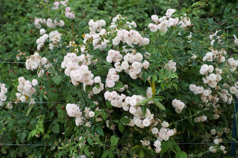 Roses and other flowers can be seen along the trail. You'll notice how blackberries, native to the area, grow among the flowers.