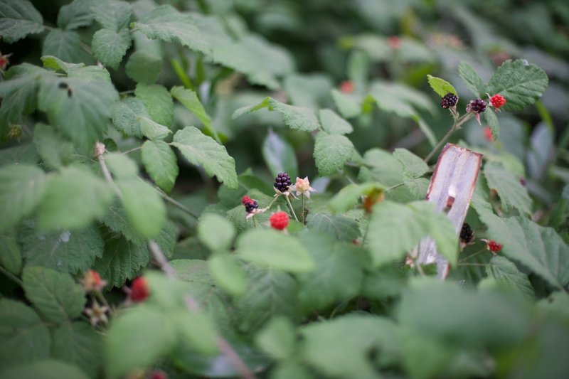 Blackberries ripen along the trail.