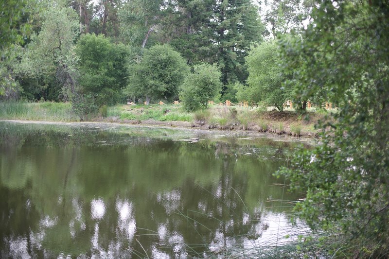 Upper Lake where you may encounter bullfrogs, turtles, salamanders, and newts, native to the area.