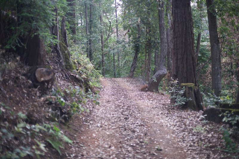 The Redwood Springs Trail levels off as it approaches the Alma Trail.