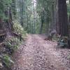 The Redwood Springs Trail levels off as it approaches the Alma Trail.