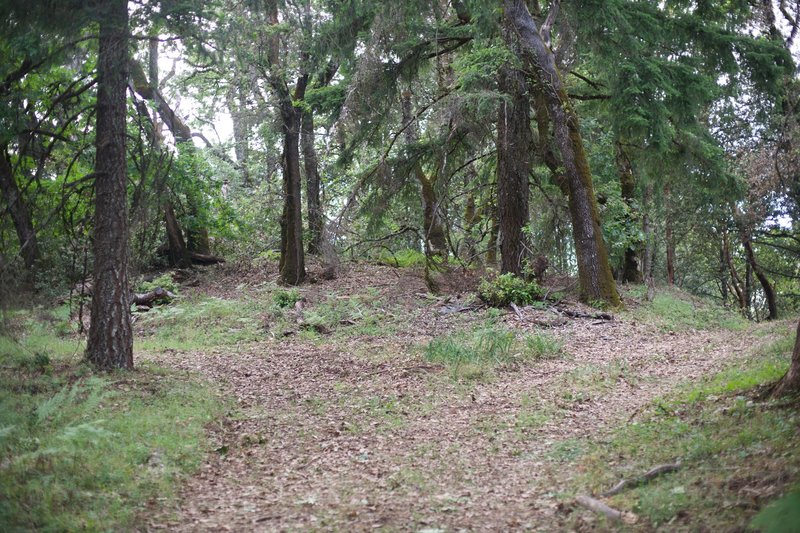 When the trail reaches Bear Creek Summit, also known as Madrone Knoll, it splits around the summit. You can go in either direction as both will lead you back to this point.