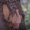 Take a moment to enjoy the texture of the bark on the trees, as various trees have different textures. There are amazing patterns and shades of brown and green on the trees.