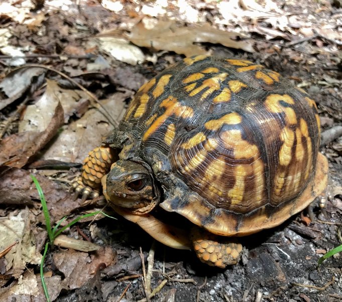 Eastern Box Turtle commands the trail.