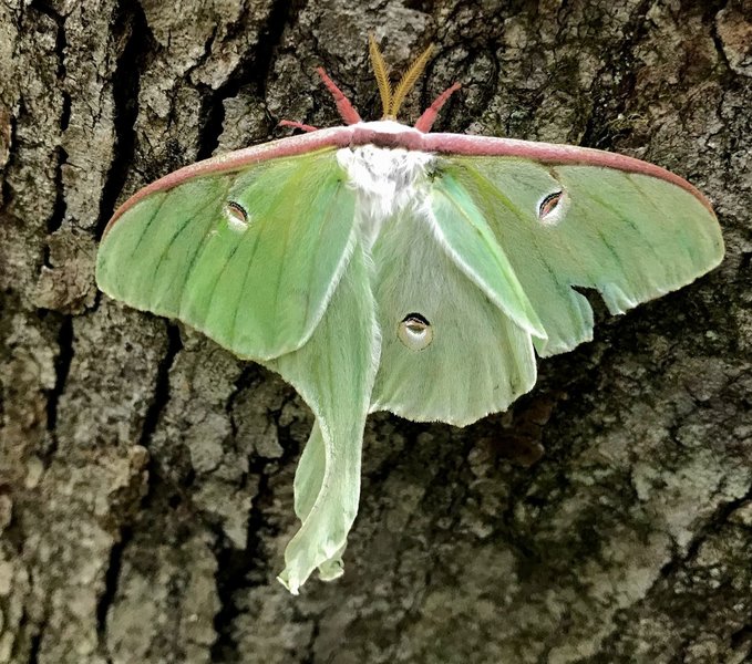 Lovely luna moth.
