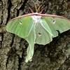 Lovely luna moth.