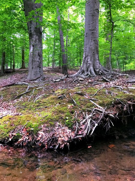 Beautiful beech trees float above the river.