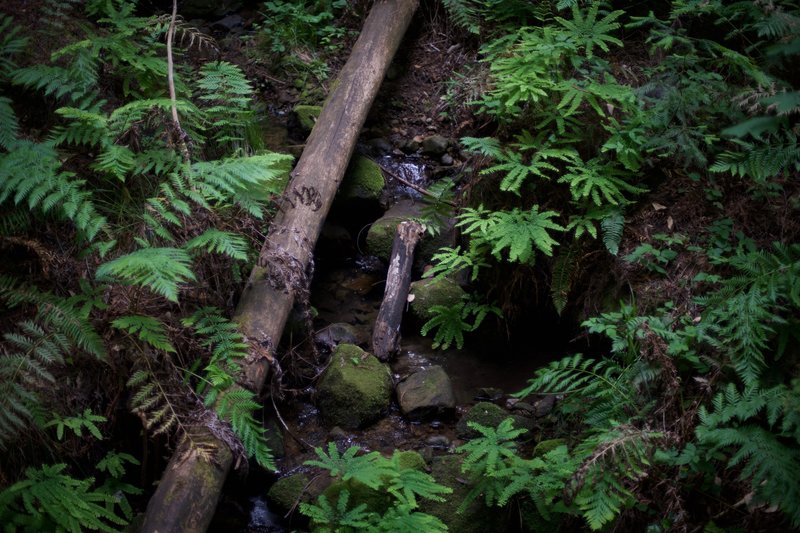 A small creek works its way downhill, and helps provide the surrounding forest with life.