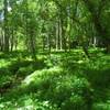 Grassy floodplain surrounding Thru Trail Alternate.