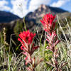 Bighorn wildflowers along the Shell Bench Trail.