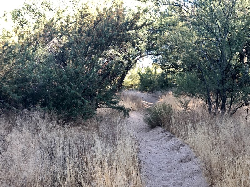 Flat, easy trail through grasses and mesquite trees.