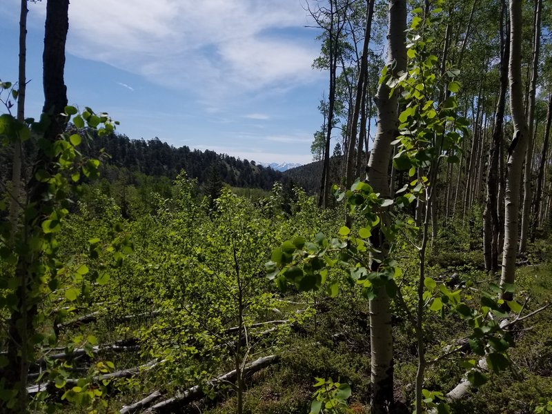 View of the Sangre de Cristo mountains from the aspen forest.